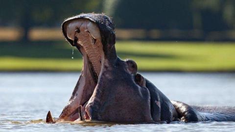 A hippo in water with its mouth wide open on a sunny day