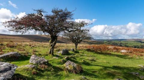 A tree in the foreground, surrounded by rocks and green grass, with fields in the distance