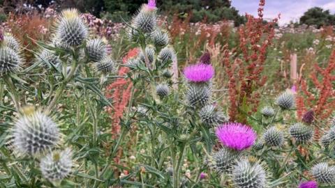 Thistles at Inverness Campus