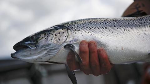 A man's hand holding a salmon. The fish is silver with black spots.