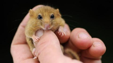 A zoomed in image shows a dormouse being held in a person's hand. Its head, which looks towards the camera, is around the same size as the person's thumb nail.