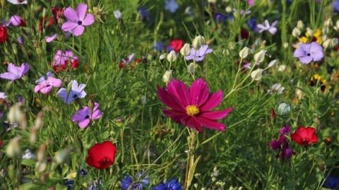 Pink, purple, red and blue wildflowers in a grassy field