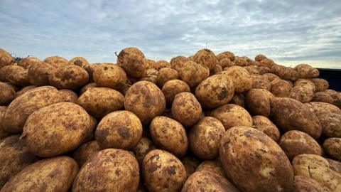 A pile of potatoes still covered in mud dominate this image sat in a field. A heavily cloudy sky can be seen above.