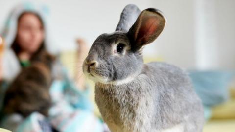 A grey rabbit stands on a table in a living room with its owner sitting down in the background