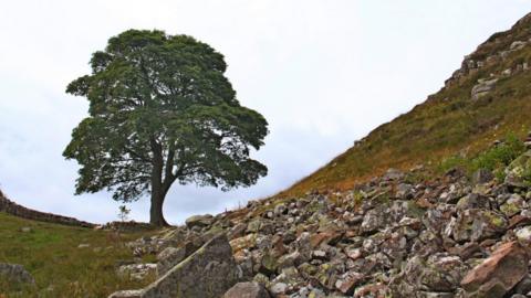 The Sycamore Gap tree in a valley in the hillside, with rocks in the foreground.