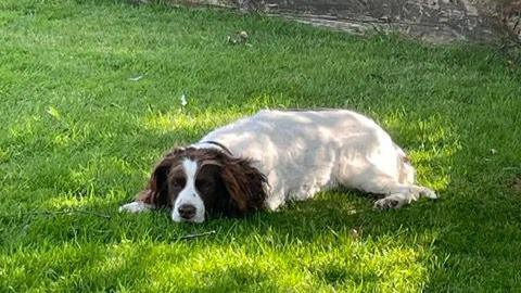 A brown and white springer spaniel dog lies on the grass in a back garden with his head resting on his front paws.