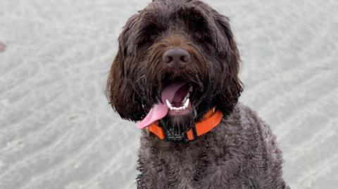 Brown dog with orange colour sat on a beach looking straight at the camera.