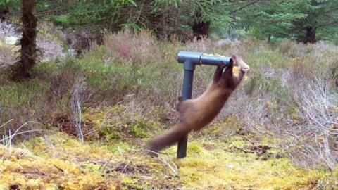 pine marten hanging on a camera