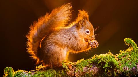 A red squirrel is perched on a mossy branch in woodland, illuminated by the sun's rays