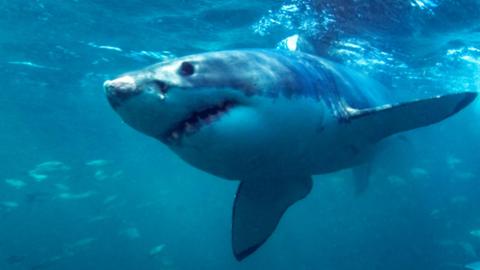 Great white shark swimming underwater