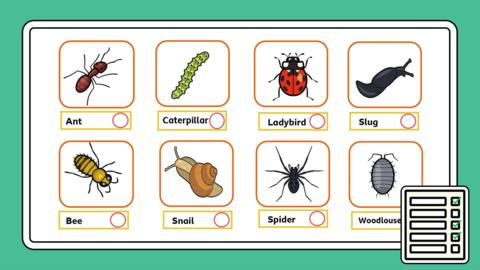 Grid showing insects and creatures like ants, spiders, slugs, ladybird - with checkboxes to find them out in nature.