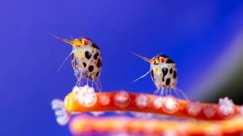 Two 'ladybugs of the sea' perched on colourful coral