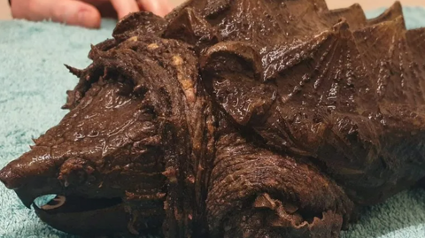 Alligator snapping turtle 'Fluffy'