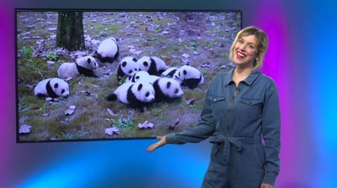 Jenny in the studio with lots of baby pandas in the screen