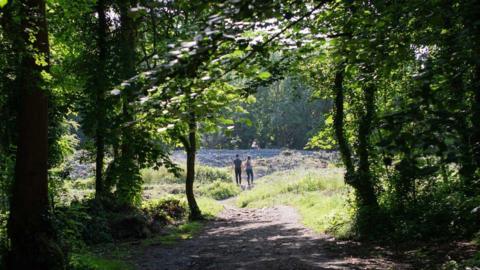 Weston Woods, showing trees making a canopy while the sun is shining. A man and woman are walking away down a path in the middle of the shot.