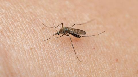 A mosquito on someone’s skin.