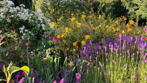 MONDAY - A colourful flower bed in Aldworth. In the foreground there are small purple flowers dappled in sunlight, behind there is a sweep of yellow and white flowers and in the background are the leaves of green trees.