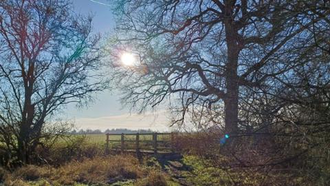 The sun shines in a blue sky between trees with a gate in the middle and fields behind