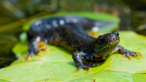 A picture of a great crested newt, which is sat on a collection of what appear to be lilypads.