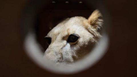 An African lion, a gift from Russian President Vladimir Putin to North Korea, peeps from the hole of his carrier.