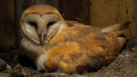 Barn Owl