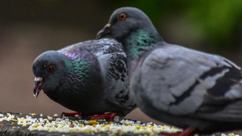 Two pigeons sit on a wall and eat grain scattered in front of them