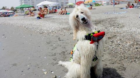 Nilo the lifeguard poodle sitting on a beach, wearing a life jacket,  with his head to the side