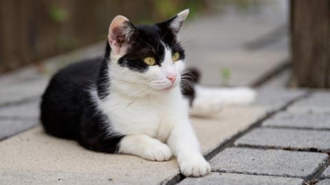 A stock image showing a black and white cat lying down on some paving stones outdoors, looking off to the right of the camera.