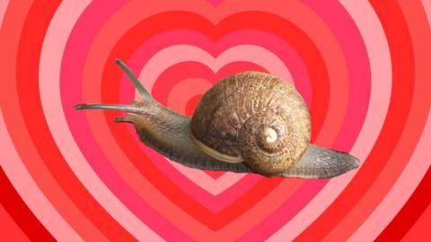 Ned the snail is central in a red and pink love heart background