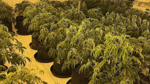 A yellow-tinged room filled with hundreds of green cannabis plants