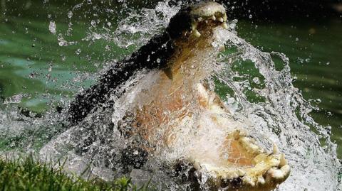 A Saltwater Crocodile is pictured with its jaws agape as water splashed around its head at the Australian Reptile Park January 23, 2006 in Sydney, Australia.