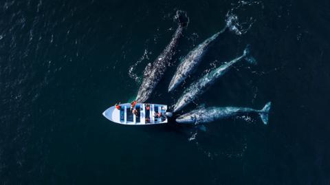 Four whales surrounding a fishing boat in the middle of the ocean.