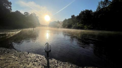 A swan swims towards the camera on a waterway lined by trees, with a blue sky and a bright sun in the background. 