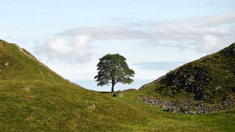 Large tree in a dip in green hills. The sky is light blue and cloudy in the background and the tree stands tall and healthy before the felling.