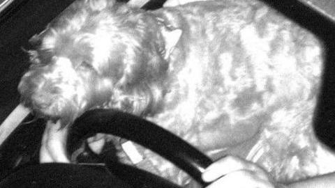 A picture of a dog sat on the lap of a driver. The drivers hands are on the steering wheel. The dog has long hair and is looking to the left of the screen.