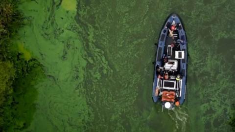 An aerial shot of a blue dingy-style boat on the green waters of Lough Neagh, visible algal blooms on water surface