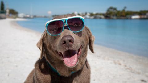 A labrador with big blue shades on. 