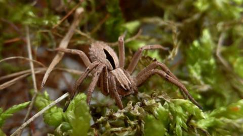 A close-up image of a diamond-backed spider