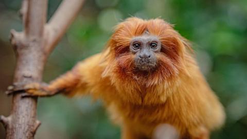 The primate, which has a brown face, orange eyes and a bright orange furry coat, looks at the camera while holding a tree branch. Green leaves can be seen out of focus in the backdrop.