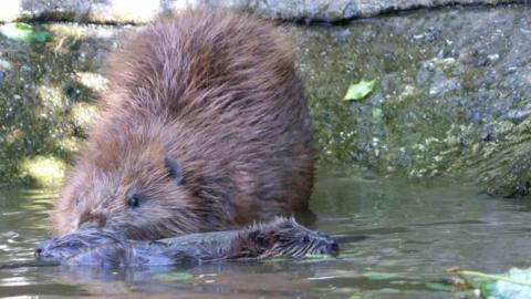 A beaver mother with two baby kits in some water. The two kits are submerged with their fur matted, while their mother looks on, on slightly submerged.