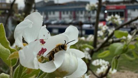 Yellow Legged Bee sitting on a white flower