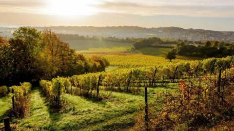An aerial view of some of the vineyards at Denbies Wine Estate at Dorking