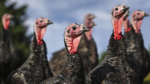 A group of black-feathered turkeys standing outside in a field. They are all craning their red necks. The sky is blue in the background of the picture. 
