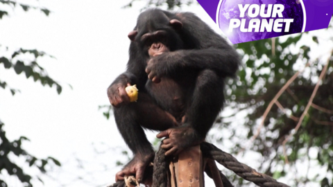 Chimp sat on a tree