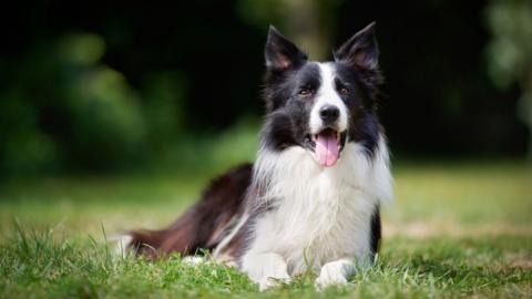 Border collie taking a rest 