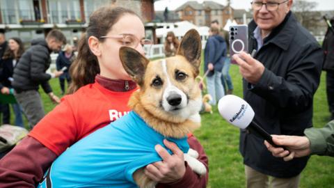A corgi wearing a sky blue racing vest being held by its owner - a young woman with wavy brown hair and glasses. Members of the media crowd round the dog taking pictures and one person holds a microphone towards it.