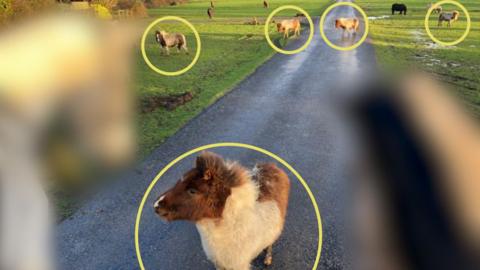 The six ponies can be seen in the image two are stood on the road and four are in the distance there is one at the front of the image which is brown and white coloured.