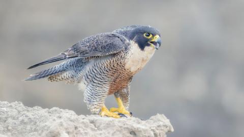 A Peregrine falcon standing on a cliff edge with its beak open.