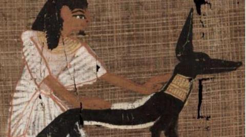 A picture of a jackal with white paint above and below its body.