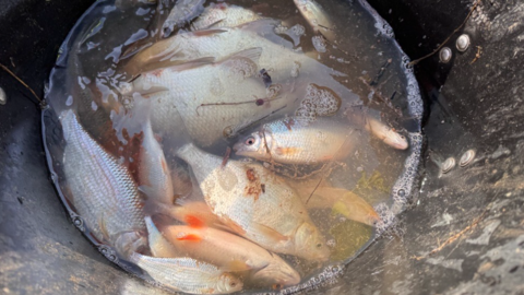 Fish can be seen in a bucket in a close-up shot of them after captured. They are quite far down the bucket and look like different species.